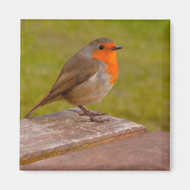 Spring Robin Magnet (Vorne)