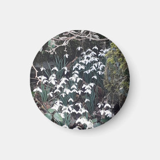 Spring Snowdrops Magnet