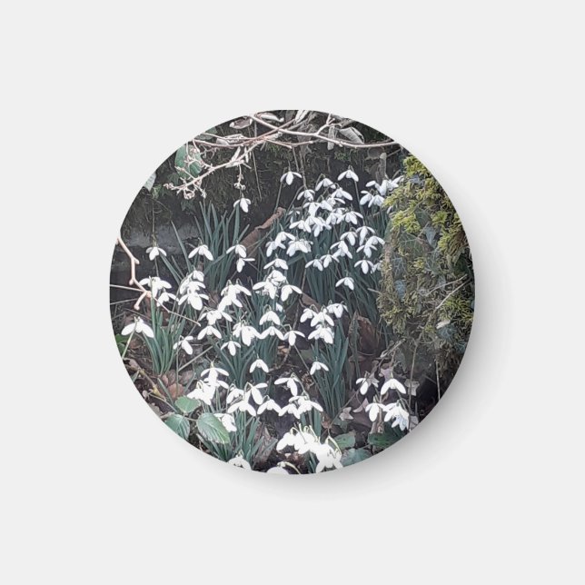 Spring Snowdrops Magnet (Vorne)