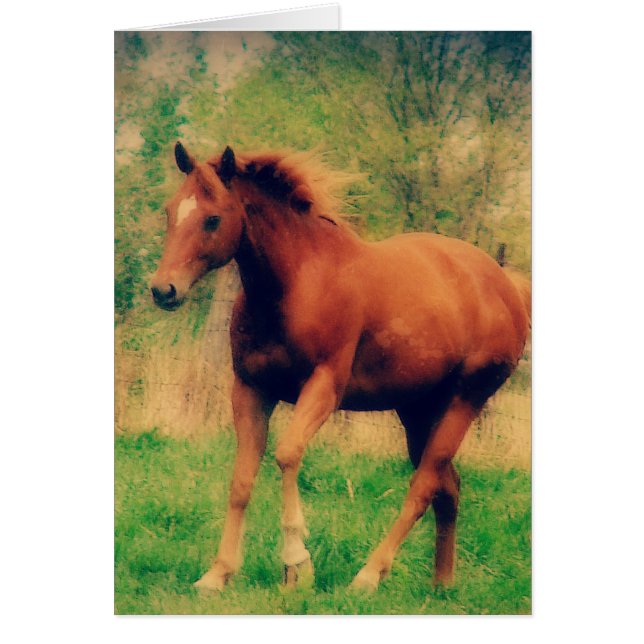 Spring Sorrel Jedes Anlasses Grußkarte (Vorne)