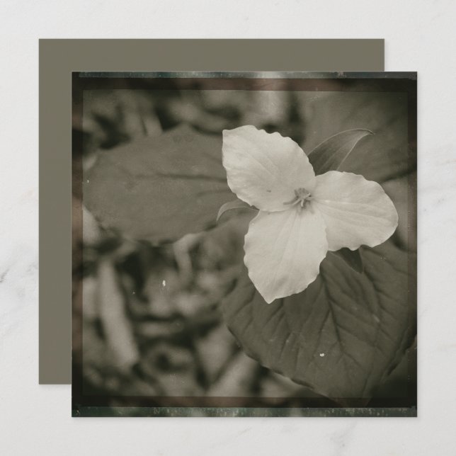 Spring Trillium Collodion Filter Mitteilungskarte (Vorne/Hinten)