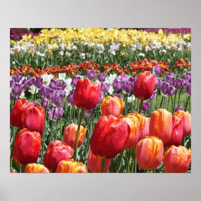 Spring Tulip Garden Poster (Vorne)