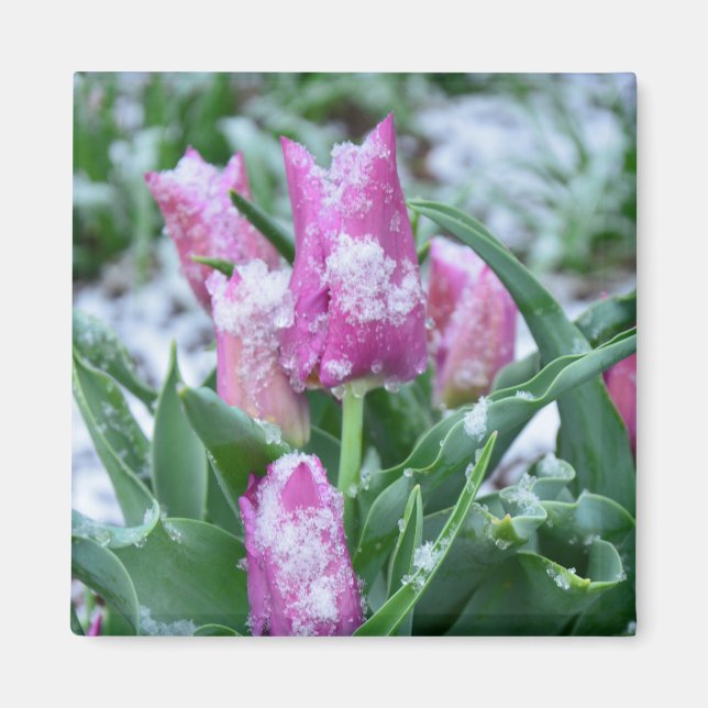 Spring Tulip Magnet (Vorne)
