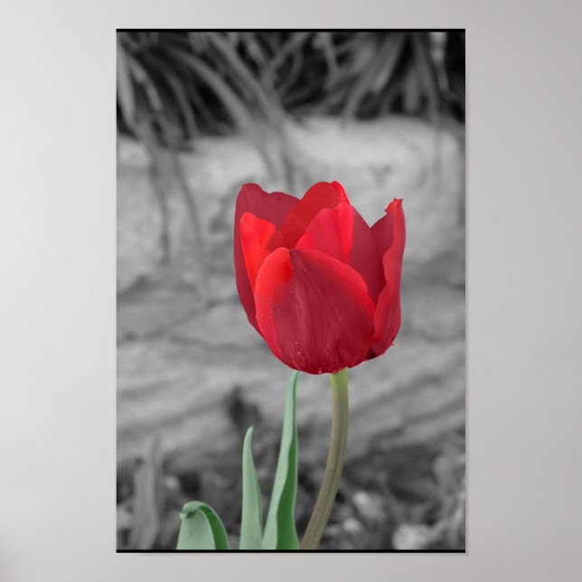 Spring Tulip Poster (Vorne)