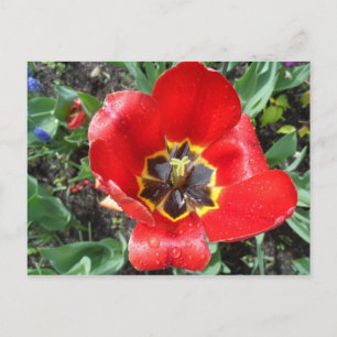 Spring Tulip Postkarte