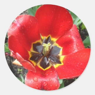 Spring Tulip Runder Aufkleber