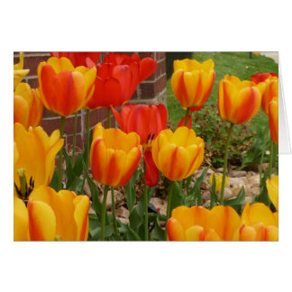 Spring Tulips Card