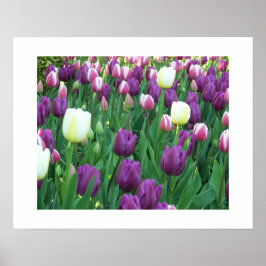 Spring Tulips floral fotografisch Poster