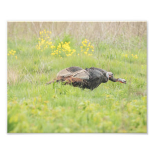 Spring Turkey Print Fotodruck