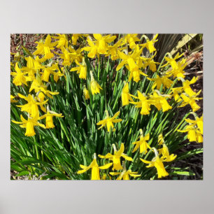Spring Yellow Daffodien Poster