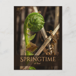 Spring Young Farn steigt CC0919 Schöne Natur Postkarte