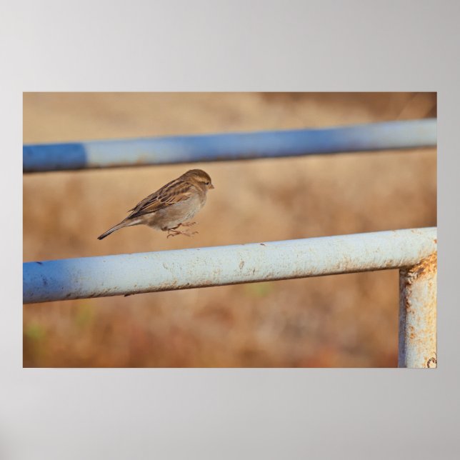 Springen Poster (Vorne)