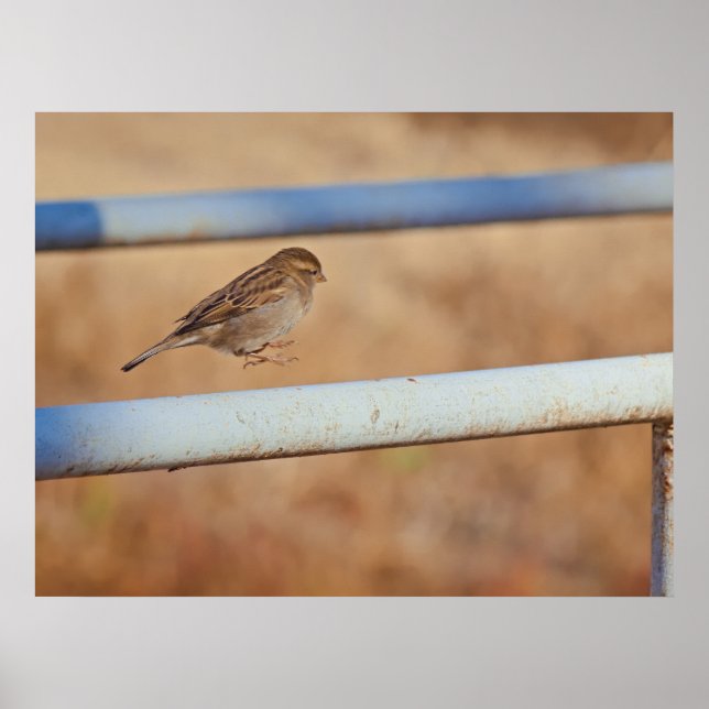 Springen Poster (Vorne)