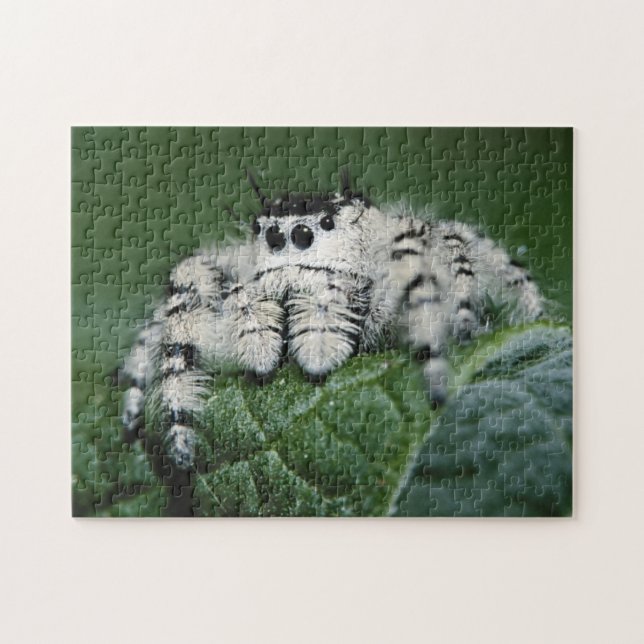 Springende Metaphid-Spinne Puzzle (Horizontal)