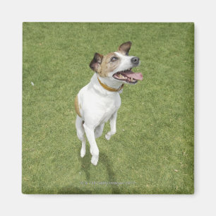 Springender Jackrussell-Terrier, erhöhte Ansicht Magnet