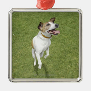 Springender Jackrussell-Terrier, erhöhte Ansicht Ornament Aus Metall