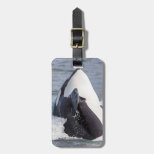 Springender Orca-Wal Gepäckanhänger