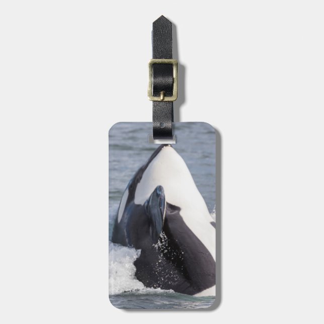 Springender Orca-Wal Gepäckanhänger (Vorderseite vertikal)