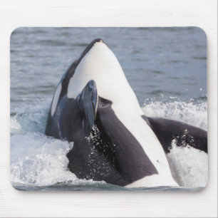 Springender Orca-Wal Mousepad