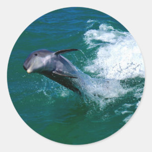 Springender und tanzender Delfin Runder Aufkleber