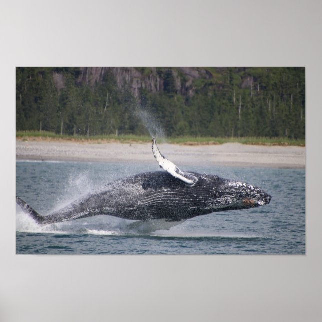 Springender Wal Foto Poster (Vorne)