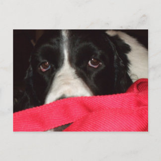 Springer Postcard Postkarte