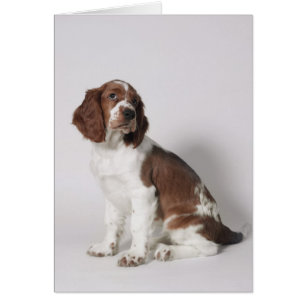 Springer Spaniel