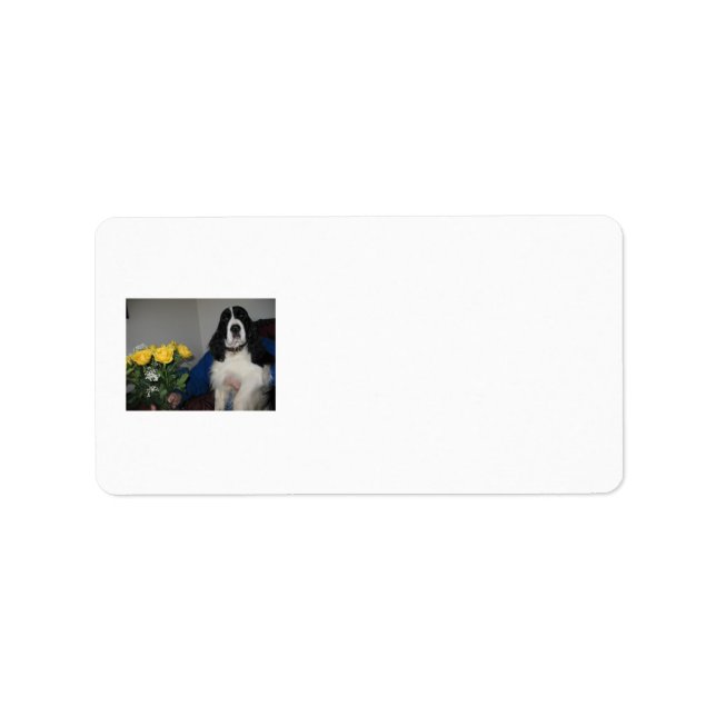Springer Spaniel Address Labels Adressaufkleber (Vorne)