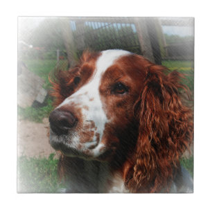 Springer Spaniel Dog Art Fliese
