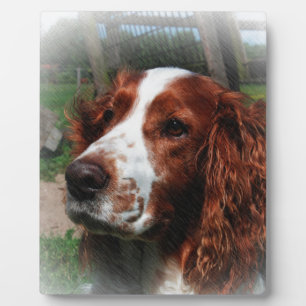 Springer Spaniel Dog Art Fotoplatte