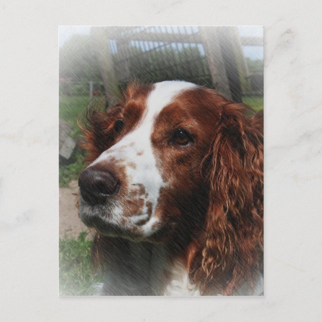Springer Spaniel Dog Art Postkarte (Vorderseite)