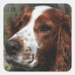Springer Spaniel Dog Art Quadratischer Aufkleber