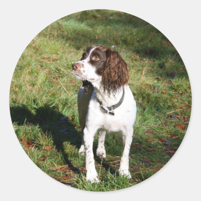 Springer Spaniel Dog Stickers (Vorderseite)