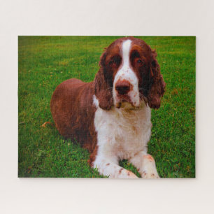 Springer Spaniel Hund Jigsaws. Puzzle