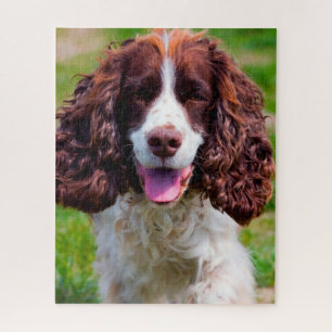 Springer Spaniel Hund Jigsaws. Puzzle