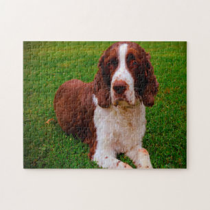 Springer Spaniel Hund Jigsaws. Puzzle