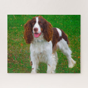 Springer Spaniel Hund Jigsaws. Puzzle