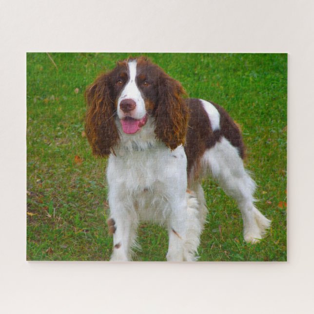 Springer Spaniel Hund Jigsaws. Puzzle (Horizontal)