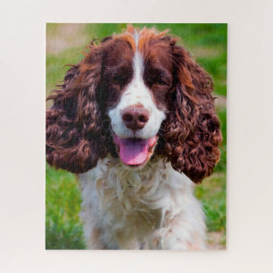 Springer Spaniel Hund Puzzles. Puzzle