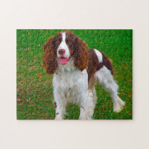Springer Spaniel Hund Puzzles. Puzzle