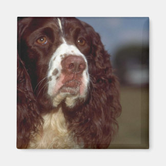 Springer Spaniel Magnet