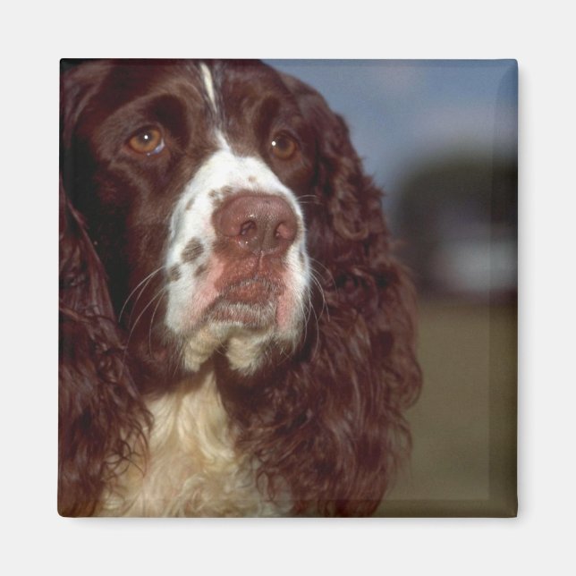 Springer Spaniel Magnet (Vorne)