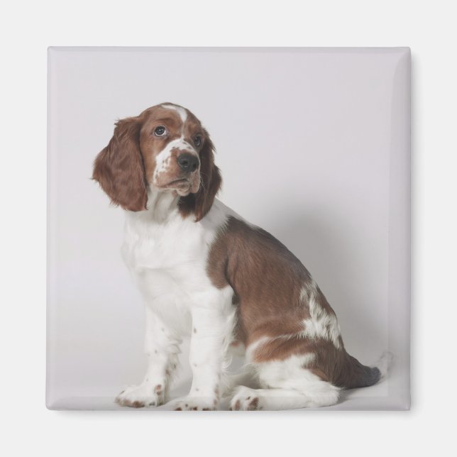 Springer Spaniel Magnet (Vorne)