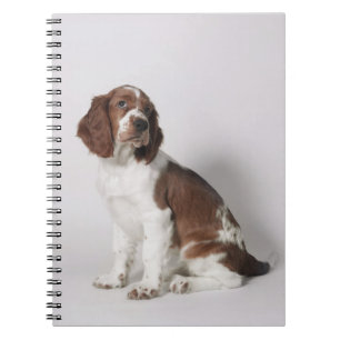 Springer Spaniel Notizblock