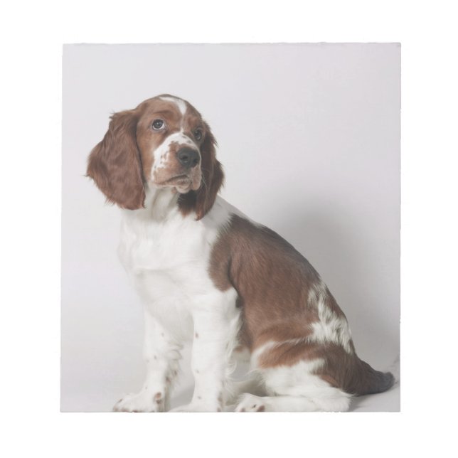 Springer Spaniel Notizblock (Vorderseite)
