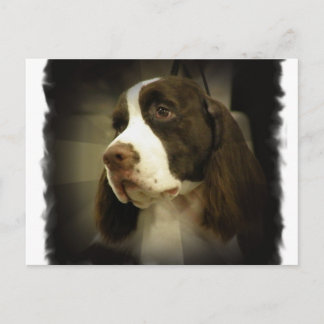 Springer Spaniel Postcard Postkarte