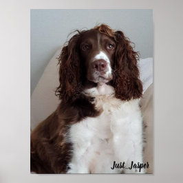 Springer-Spaniel-Poster Poster