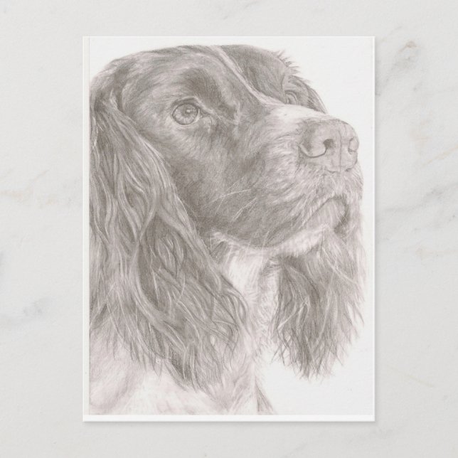 Springer Spaniel Postkarte (Vorderseite)