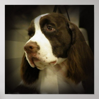 Springer Spaniel Print Poster