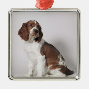Springer Spaniel Silbernes Ornament